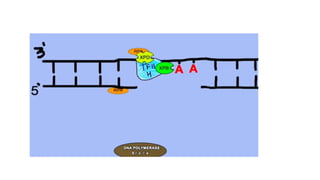 NUCLEOTIDE EXCISION REPAIR IN EUKARYOTES | PPT