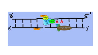 NUCLEOTIDE EXCISION REPAIR IN EUKARYOTES | PPT