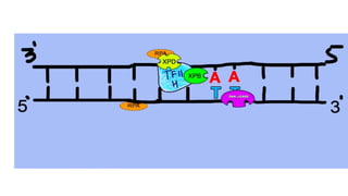 NUCLEOTIDE EXCISION REPAIR IN EUKARYOTES | PPT