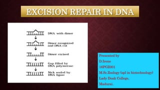 EXCISION REPAIR IN DNA
 