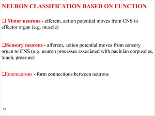 10
NEURON CLASSIFICATION BASED ON FUNCTION
q Motor neurons - efferent, action potential moves from CNS to
effector organ (e.g. muscle)
qSensory neurons - afferent, action potential moves from sensory
organ to CNS (e.g. neuron processes associated with pacinian corpuscles,
touch, pressure)
qInterneurons - form connections between neurons
 
