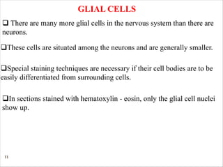 11
GLIAL CELLS
q There are many more glial cells in the nervous system than there are
neurons.
qThese cells are situated among the neurons and are generally smaller.
qIn sections stained with hematoxylin - eosin, only the glial cell nuclei
show up.
qSpecial staining techniques are necessary if their cell bodies are to be
easily differentiated from surrounding cells.
 