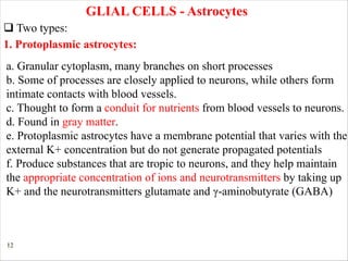 12
GLIAL CELLS - Astrocytes
q Two types:
1. Protoplasmic astrocytes:
a. Granular cytoplasm, many branches on short processes
b. Some of processes are closely applied to neurons, while others form
intimate contacts with blood vessels.
c. Thought to form a conduit for nutrients from blood vessels to neurons.
d. Found in gray matter.
e. Protoplasmic astrocytes have a membrane potential that varies with the
external K+ concentration but do not generate propagated potentials
f. Produce substances that are tropic to neurons, and they help maintain
the appropriate concentration of ions and neurotransmitters by taking up
K+ and the neurotransmitters glutamate and γ-aminobutyrate (GABA)
 