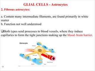 13
GLIAL CELLS - Astrocytes
2. Fibrous astrocytes:
a. Contain many intermediate filaments, are found primarily in white
matter
b. Function not well understood
qBoth types send processes to blood vessels, where they induce
capillaries to form the tight junctions making up the blood–brain barrier.
 