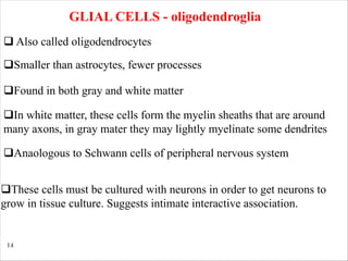 14
GLIAL CELLS - oligodendroglia
qSmaller than astrocytes, fewer processes
qIn white matter, these cells form the myelin sheaths that are around
many axons, in gray mater they may lightly myelinate some dendrites
q Also called oligodendrocytes
qFound in both gray and white matter
qAnaologous to Schwann cells of peripheral nervous system
qThese cells must be cultured with neurons in order to get neurons to
grow in tissue culture. Suggests intimate interactive association.
 