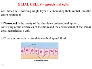 16
GLIAL CELLS - ependymal cells
qCiliary action acts to circulate cerebral spinal fluid.
q Ciliated cells forming single layer of cuboidal epithelium that lines the
entire neurocoel
qNeurocoel is the cavity of the chordate cerebrospinal system,
consisting of the ventricles of the brain and the central canal of the spinal
cord, regarded as a unit.
 