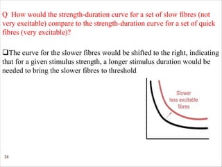 28
qThe curve for the slower fibres would be shifted to the right, indicating
that for a given stimulus strength, a longer stimulus duration would be
needed to bring the slower fibres to threshold.
Q How would the strength-duration curve for a set of slow fibres (not
very excitable) compare to the strength-duration curve for a set of quick
fibres (very excitable)?
 