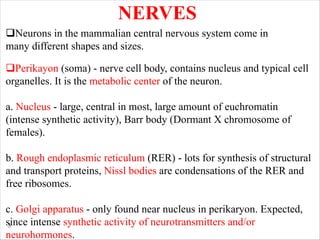 3
NERVES
qNeurons in the mammalian central nervous system come in
many different shapes and sizes.
qPerikayon (soma) - nerve cell body, contains nucleus and typical cell
organelles. It is the metabolic center of the neuron.
a. Nucleus - large, central in most, large amount of euchromatin
(intense synthetic activity), Barr body (Dormant X chromosome of
females).
b. Rough endoplasmic reticulum (RER) - lots for synthesis of structural
and transport proteins, Nissl bodies are condensations of the RER and
free ribosomes.
c. Golgi apparatus - only found near nucleus in perikaryon. Expected,
since intense synthetic activity of neurotransmitters and/or
neurohormones.
 