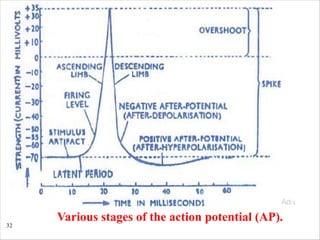 32
Various stages of the action potential (AP).
 