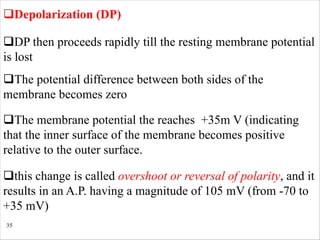 35
qDepolarization (DP)
qDP then proceeds rapidly till the resting membrane potential
is lost
qThe potential difference between both sides of the
membrane becomes zero
qthis change is called overshoot or reversal of polarity, and it
results in an A.P. having a magnitude of 105 mV (from -70 to
+35 mV)
qThe membrane potential the reaches +35m V (indicating
that the inner surface of the membrane becomes positive
relative to the outer surface.
 