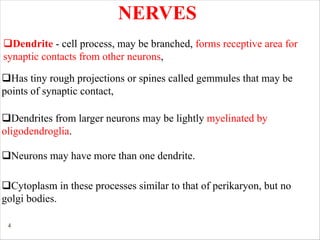 4
NERVES
qDendrite - cell process, may be branched, forms receptive area for
synaptic contacts from other neurons,
qHas tiny rough projections or spines called gemmules that may be
points of synaptic contact,
qDendrites from larger neurons may be lightly myelinated by
oligodendroglia.
qNeurons may have more than one dendrite.
qCytoplasm in these processes similar to that of perikaryon, but no
golgi bodies.
 