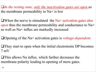 40
qIn the resting state, only the inactivation gates are open so
the membrane permeability to Na+ is low
qWhen the nerve is stimulated the Na+ activation gates also
open thus the membrane permeability and conductance to Na+
as well as Na+ influx are markedly increased
qOpening of the Na+ activation gates is voltage-dependent.
qThey start to open when the initial electrotonic DP becomes
7 mV
qThis allows Na influx. which further decreases the
membrane polarity leading to opening of more gates.
 