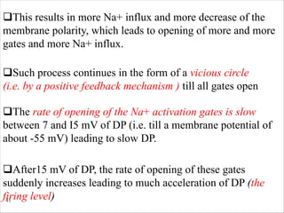 41
qThis results in more Na+ influx and more decrease of the
membrane polarity, which leads to opening of more and more
gates and more Na+ influx.
qSuch process continues in the form of a vicious circle
(i.e. by a positive feedback mechanism ) till all gates open
qThe rate of opening of the Na+ activation gates is slow
between 7 and I5 mV of DP (i.e. till a membrane potential of
about -55 mV) leading to slow DP.
qAfter15 mV of DP, the rate of opening of these gates
suddenly increases leading to much acceleration of DP (the
firing level)
 