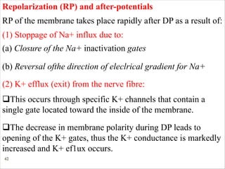 42
(a) Closure of the Na+ inactivation gates
(b) Reversal ofthe direction of eleclrical gradient for Na+
(2) K+ efflux (exit) from the nerve fibre:
Repolarization (RP) and after-potentials
RP of the membrane takes place rapidly after DP as a result of:
(1) Stoppage of Na+ influx due to:
qThis occurs through specific K+ channels that contain a
single gate located toward the inside of the membrane.
qThe decrease in membrane polarity during DP leads to
opening of the K+ gates, thus the K+ conductance is markedly
increased and K+ ef1ux occurs.
 