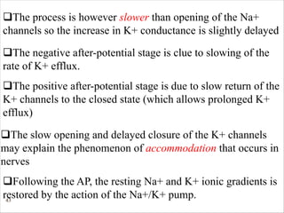 43
qThe negative after-potential stage is clue to slowing of the
rate of K+ efflux.
qThe positive after-potential stage is due to slow return of the
K+ channels to the closed state (which allows prolonged K+
efflux)
qThe process is however slower than opening of the Na+
channels so the increase in K+ conductance is slightly delayed
qThe slow opening and delayed closure of the K+ channels
may explain the phenomenon of accommodation that occurs in
nerves
qFollowing the AP, the resting Na+ and K+ ionic gradients is
restored by the action of the Na+/K+ pump.
 