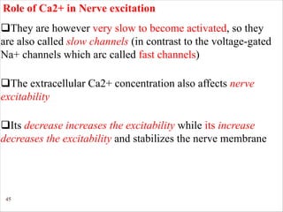 45
qThey are however very slow to become activated, so they
are also called slow channels (in contrast to the voltage-gated
Na+ channels which arc called fast channels)
Role of Ca2+ in Nerve excitation
qThe extracellular Ca2+ concentration also affects nerve
excitability
qIts decrease increases the excitability while its increase
decreases the excitability and stabilizes the nerve membrane
 
