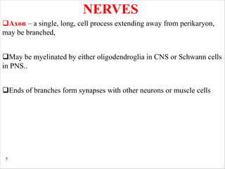 5
NERVES
qAxon – a single, long, cell process extending away from perikaryon,
may be branched,
qEnds of branches form synapses with other neurons or muscle cells
qMay be myelinated by either oligodendroglia in CNS or Schwann cells
in PNS..
 