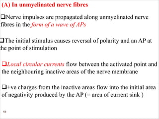 50
(A) In unmyelinated nerve fibres
qNerve impulses are propagated along unmyelinated nerve
fibres in the form of a wave of APs
qLocal circular currents flow between the activated point and
the neighbouring inactive areas of the nerve membrane
qThe initial stimulus causes reversal of polarity and an AP at
the point of stimulation
q+ve charges from the inactive areas flow into the initial area
of negativity produced by the AP (= area of current sink )
 