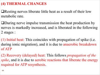 66
(4) THERMAL CHANGES
qResting nerves liberate little heat as a result of their low
metabolic rate.
qDuring nerve impulse transmission the heat production by
nerves is markedly increased, and is liberated in the following
2 stages :
(1) Initial heat: This coincides with propagation of spike (i.e.
during ionic migration), and it is due to anaerobic breakdown
of ATP
(2) Recovery (delayed) heat: This follows propagation of the
spike, and it is due to aerobic reactions that liberate the energy
required for ATP resynthesis.
 