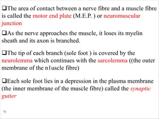 71
qThe area of contact between a nerve fibre and a muscle fibre
is called the motor end plate (M.E.P. ) or neuromuscular
junction
qAs the nerve approaches the muscle, it loses its myelin
sheath and its axon is branched.
qThe tip of each branch (sole foot ) is covered by the
neurolemma which continues with the sarcolemma ((the outer
membrane of the n1uscle fibre)
qEach sole foot lies in a depression in the plasma membrane
(the inner membrane of the muscle fibre) called the synaptic
gutter
 
