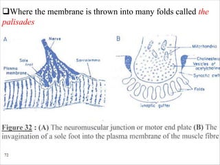 72
qWhere the membrane is thrown into many folds called the
palisades
 