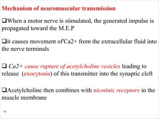 75
Mechanism of neuromuscular transmission
qWhen a motor nerve is stimulated, the generated impulse is
propagated toward the M.E.P
qit causes movement of'Ca2+ from the extracellular fluid into
the nerve terminals
q Ca2+ cause rupture of acetylcholine vesicles leading to
release (exocytosis) of this transmitter into the synaptic cleft
qAcetylcholine then combines with nicotinic receptors in the
muscle membrane
 