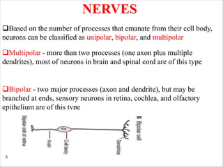 8
NERVES
qBased on the number of processes that emanate from their cell body,
neurons can be classified as unipolar, bipolar, and multipolar
qMultipolar - more than two processes (one axon plus multiple
dendrites), most of neurons in brain and spinal cord are of this type
qBipolar - two major processes (axon and dendrite), but may be
branched at ends, sensory neurons in retina, cochlea, and olfactory
epithelium are of this type
 