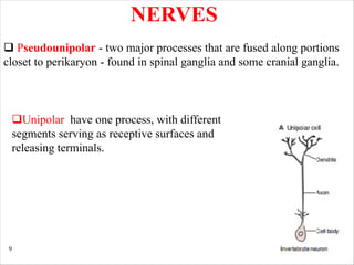 9
NERVES
q Pseudounipolar - two major processes that are fused along portions
closet to perikaryon - found in spinal ganglia and some cranial ganglia.
qUnipolar have one process, with different
segments serving as receptive surfaces and
releasing terminals.
 