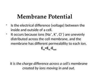 Membrane Potential
- Is the electrical difference (voltage) between the
inside and outside of a cell.
- It occurs because ions (Na⁺, K⁺, Cl⁻) are unevenly
distributed across the cell membrane, and the
membrane has different permeability to each ion.
Em=Ein-Eout
It is the charge difference across a cell’s membrane
created by ions moving in and out.
 
