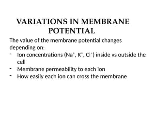 VARIATIONS IN MEMBRANE
POTENTIAL
The value of the membrane potential changes
depending on:
- Ion concentrations (Na⁺, K⁺, Cl⁻) inside vs outside the
cell
- Membrane permeability to each ion
- How easily each ion can cross the membrane
 