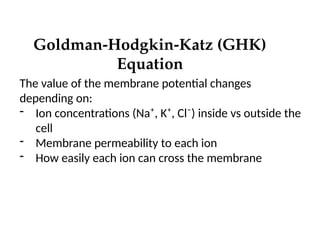 Goldman-Hodgkin-Katz (GHK)
Equation
The value of the membrane potential changes
depending on:
- Ion concentrations (Na⁺, K⁺, Cl⁻) inside vs outside the
cell
- Membrane permeability to each ion
- How easily each ion can cross the membrane
 