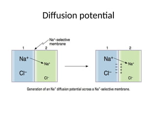 Diffusion potential
 