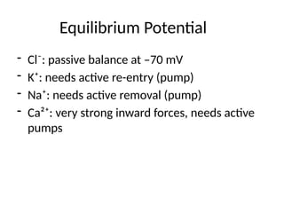 Equilibrium Potential
- Cl⁻: passive balance at –70 mV
- K⁺: needs active re-entry (pump)
- Na⁺: needs active removal (pump)
- Ca²⁺: very strong inward forces, needs active
pumps
 