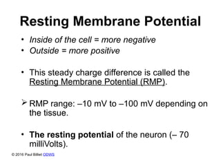 Resting Membrane Potential
• Inside of the cell = more negative
• Outside = more positive
• This steady charge difference is called the
Resting Membrane Potential (RMP).
 RMP range: –10 mV to –100 mV depending on
the tissue.
• The resting potential of the neuron (– 70
milliVolts).
© 2016 Paul Billiet ODWS
 