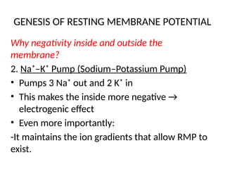 GENESIS OF RESTING MEMBRANE POTENTIAL
Why negativity inside and outside the
membrane?
2. Na⁺–K⁺ Pump (Sodium–Potassium Pump)
• Pumps 3 Na⁺ out and 2 K⁺ in
• This makes the inside more negative →
electrogenic effect
• Even more importantly:
-It maintains the ion gradients that allow RMP to
exist.
 
