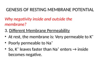 GENESIS OF RESTING MEMBRANE POTENTIAL
Why negativity inside and outside the
membrane?
3. Different Membrane Permeability
• At rest, the membrane is: Very permeable to K⁺
• Poorly permeable to Na⁺
• So, K⁺ leaves faster than Na⁺ enters → inside
becomes negative.
 
