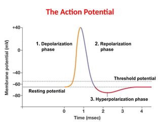 The Action Potential
1. Depolarization
phase
2. Repolarization
phase
3. Hyperpolarization phase
Resting potential
Threshold potential
 