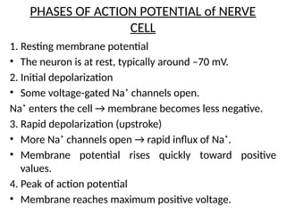 PHASES OF ACTION POTENTIAL of NERVE
CELL
1. Resting membrane potential
• The neuron is at rest, typically around –70 mV.
2. Initial depolarization
• Some voltage-gated Na⁺ channels open.
Na⁺ enters the cell → membrane becomes less negative.
3. Rapid depolarization (upstroke)
• More Na⁺ channels open → rapid influx of Na⁺.
• Membrane potential rises quickly toward positive
values.
4. Peak of action potential
• Membrane reaches maximum positive voltage.
 