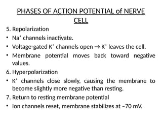PHASES OF ACTION POTENTIAL of NERVE
CELL
5. Repolarization
• Na⁺ channels inactivate.
• Voltage-gated K⁺ channels open → K⁺ leaves the cell.
• Membrane potential moves back toward negative
values.
6. Hyperpolarization
• K⁺ channels close slowly, causing the membrane to
become slightly more negative than resting.
7. Return to resting membrane potential
• Ion channels reset, membrane stabilizes at –70 mV.
 