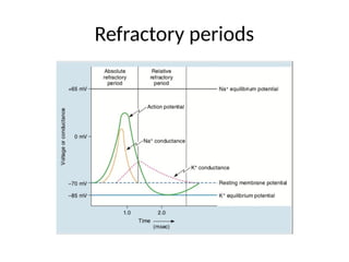 Refractory periods
 