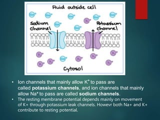 • Ion channels that mainly allow K+
to pass are
called potassium channels, and ion channels that mainly
allow Na+ to pass are called sodium channels.
• The resting membrane potential depends mainly on movement
of K+ through potassium leak channels. Howevr both Na+ and K+
contribute to resting potential.
 