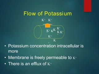 • Potassium concentration intracellular is
more
• Membrane is freely permeable to K+
• There is an efflux of K+
Flow of Potassium
K+ K+
K+
KK
+
+
K+
K
+
K
+
K+
K+
 