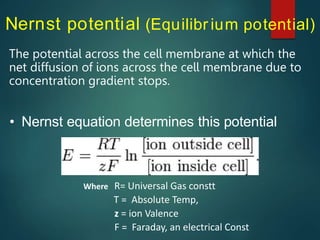 Nernst potential (Equilibr ium potential)
The potential across the cell membrane at which the
net diffusion of ions across the cell membrane due to
concentration gradient stops.
• Nernst equation determines this potential
Where R= Universal Gas constt
T = Absolute Temp,
z = ion Valence
F = Faraday, an electrical Const
 