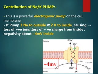 Contribution of Na/K PUMP:-
- This is a powerful electrogenic pump on the cell
membrane.
- It Pump 3 Na to outside & 2 K to inside, causing →
loss of +ve ions ,loss of + ve charge from inside ,
negativity about - 4mV inside
-4mv
 
