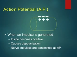 Action Potential (A.P.)
• When an impulse is generated
– Inside becomes positive
– Causes depolarisation
– Nerve impulses are transmitted as AP
 