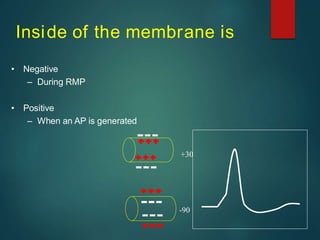 Inside of the membrane is
• Negative
– During RMP
• Positive
– When an AP is generated
-90
+30
 