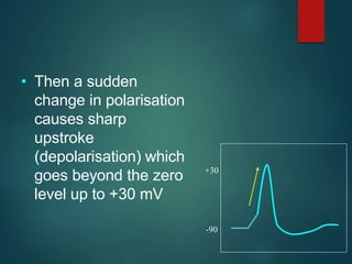 • Then a sudden
change in polarisation
causes sharp
upstroke
(depolarisation) which
goes beyond the zero
level up to +30 mV
-90
+30
 