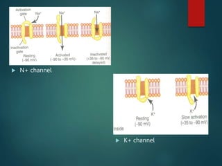  N+ channel
 K+ channel
 