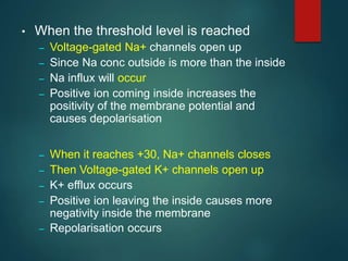 • When the threshold level is reached
– Voltage-gated Na+ channels open up
– Since Na conc outside is more than the inside
– Na influx will occur
– Positive ion coming inside increases the
positivity of the membrane potential and
causes depolarisation
– When it reaches +30, Na+ channels closes
– Then Voltage-gated K+ channels open up
– K+ efflux occurs
– Positive ion leaving the inside causes more
negativity inside the membrane
– Repolarisation occurs
 