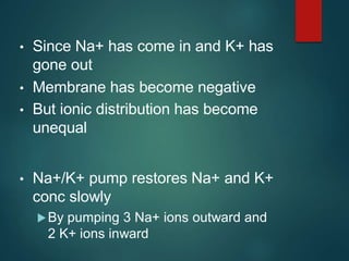 • Since Na+ has come in and K+ has
gone out
• Membrane has become negative
• But ionic distribution has become
unequal
• Na+/K+ pump restores Na+ and K+
conc slowly
By pumping 3 Na+ ions outward and
2 K+ ions inward
 